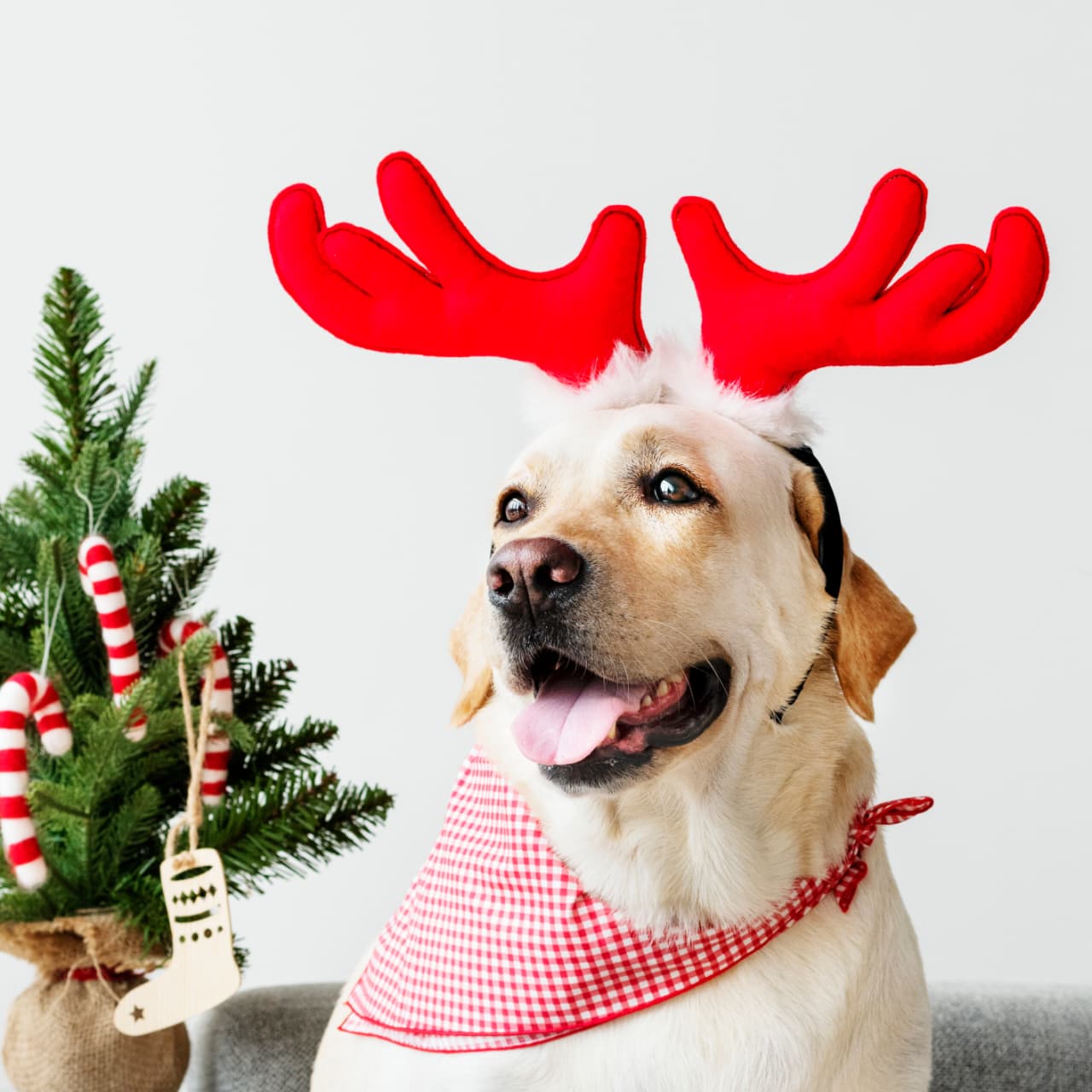Christmas Pet Costumes